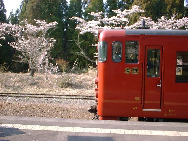 大畑駅の桜
