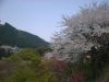 御岳・桜