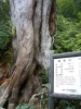 弥生杉