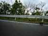 西部林道・野生の猿