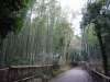 嵯峨野・竹林