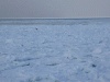 紋別の流氷