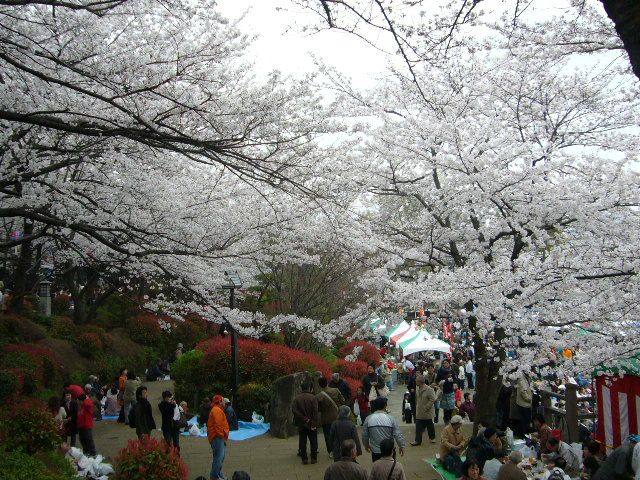飛鳥山公園の桜