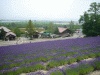 ファーム富田
