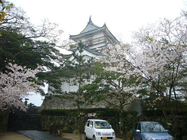 杵築城と桜