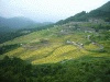 丸山千枚田