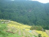 丸山千枚田