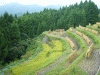 丸山千枚田