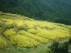 丸山千枚田