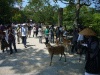 奈良公園