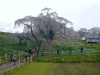 三春・滝桜