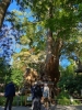 来宮神社・大楠