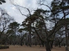大宮公園